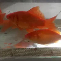 ماهی قرمز|ماهی|خان ببین, |دیوار