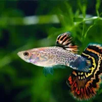 ماهی گیاه خوار