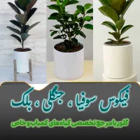 فیکوس در همه مدل در گلرویا