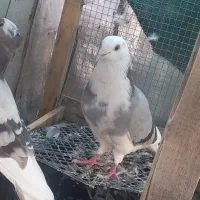 چند کبوتر|پرنده|جم, |دیوار