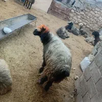 شیشک تخمی داشتی|حیوانات مزرعه|گتوند, |دیوار