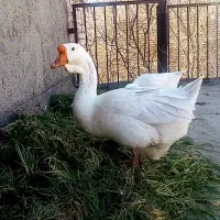 قوغاز دونافه غبغب دار|حیوانات مزرعه|مشهد, هدایت|دیوار