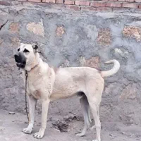 سگ سرابی ۱۳ ماهه