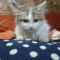 واگذاری گربه سفید پرشین|گربه|زابل, |دیوار