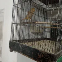 قناری سرخ زیتونی سوخته ای|پرنده|ابریشم, |دیوار