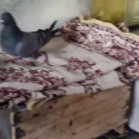 دوده ای گل دمب