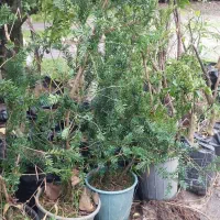 تاکسوز باکاتا(Taxus baccata)