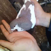 کبوتر|پرنده|ابهر, |دیوار