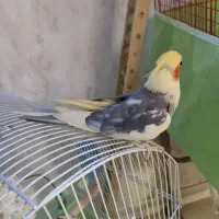 عروس هلندی نر بالغ|پرنده|شاهینشهر, فردوسی|دیوار