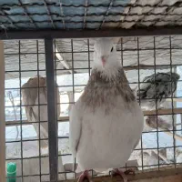 کبوترطوقی خالدار|پرنده|شاهرود, |دیوار