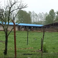 مشارکت د گاوداری گوشتی سرمایه از شما گاوداری از من|استخدام مالی، حسابداری، حقوقی|چهاردانگه (تهران), |دیوار