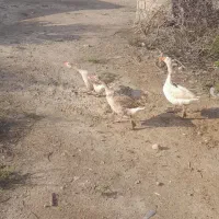 فروش ۳عدد غاز سالم