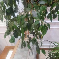 جذب نیروی خانم واحد فروش تلفنی