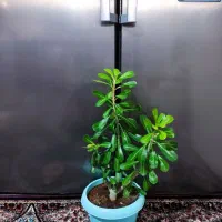 آدنیوم(رز صحرایی)