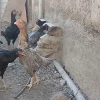 مرغ وخروس لاری