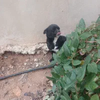 سگ پاکوتاه باهوش