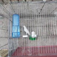 قناری سفید و طلایی و سرخ|پرنده|شیراز, محراب|دیوار