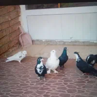 ریشی|پرنده|یزدان شهر, |دیوار