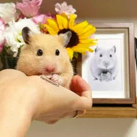 همستر تربیت شده سوری