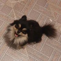 پامر اصل، سگ پامرانین|سگ|اصفهان, رسالت|دیوار