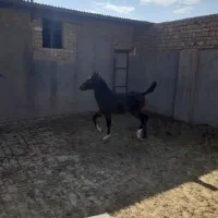 اسب مادر و پسر|اسب و تجهیزات اسب‌سواری|بوئین زهرا, |دیوار