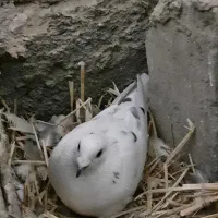 کبوتر المانی|پرنده|فردوس (خراسان), |دیوار