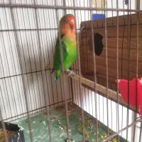 نروماده|پرنده|قم, شاه سید علی|دیوار