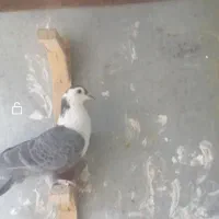 عروسک کبوتری