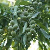 نهال گردو آلتای ترکیه