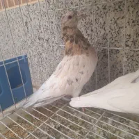 سرور زرد نر|پرنده|برخوار, |دیوار