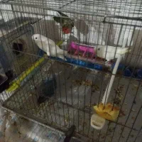 چهارعددطوطک دوتاش بچه هاشن چهارتاهم تخم گذاشتن|پرنده|مرند, |دیوار