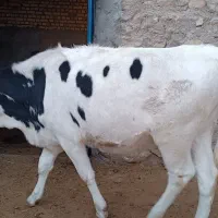 تلیسه،گوساله ماده،گاوشیری،سیمینتال.سیمیتال