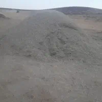 گیاه مخصوص گوسفند|گل و گیاه طبیعی|سارال, |دیوار