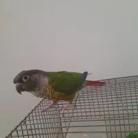 طوطی