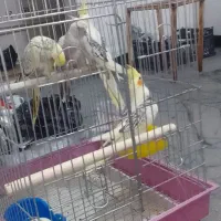 عروس هلندی|پرنده|بندر امام خمینی, |دیوار