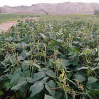 کاه ماشک تمیز بدون علف درجه یک