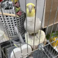 عروس هلندی نر ماده