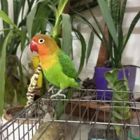 طوطی کوتوله‌ خوش‌ اخلاق و سالم