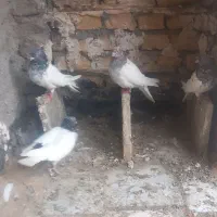 گفتر|پرنده|مشهد, بهمن|دیوار