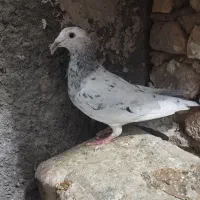 کبوتر ماده سار....|پرنده|بیرجند, |دیوار