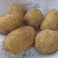 سیب زمینی خوراکی تمیز