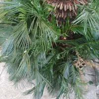 سیکاس جوان|گل و گیاه طبیعی|رشت, پارک شهر|دیوار