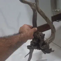 چوب اکواریوم|ماهی|تهران, تهرانسر شرقی|دیوار