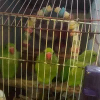 طوطی ملنگو سبز