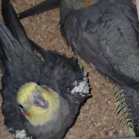 عروس هلندی سینامون|پرنده|اهواز, پردیس|دیوار