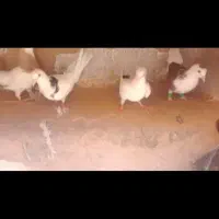 کبوتر عشق باز نر