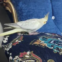 عروس هلندی ماده تخم گزار