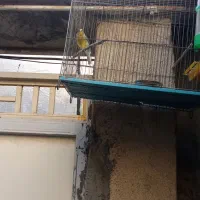 قناری نر ه|پرنده|کرمانشاه, |دیوار