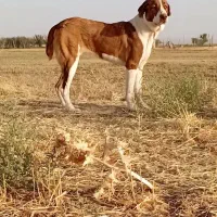 واگذاری سگ گله بومی