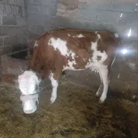 گاو سیمیتال|حیوانات مزرعه|دره شهر, |دیوار